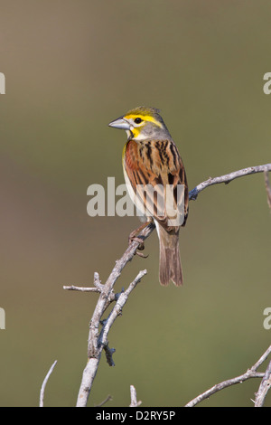 Dickcissel (Spiza Americana) männlichen thront während Frühjahrszug, Texas Stockfoto