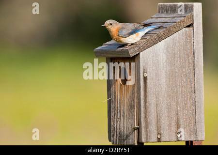 Östlichen Bluebird (Sialia Sialis) bei jungen, Texas Hill Country, füttert Nistkasten kann Stockfoto