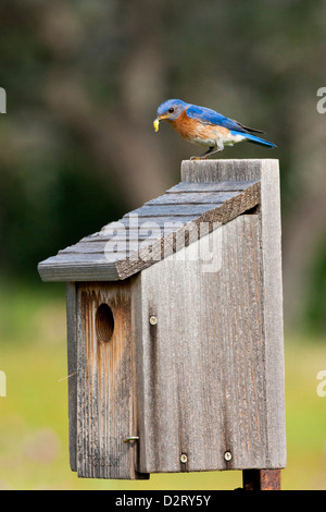 Östlichen Bluebird (Sialia Sialis) bei jungen, Texas Hill Country, füttert Nistkasten kann Stockfoto