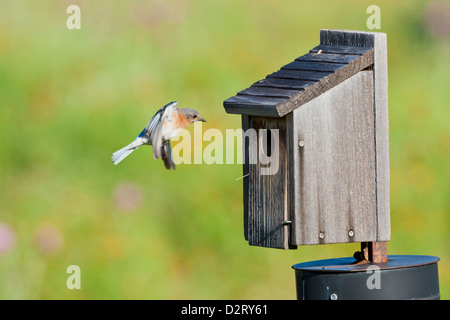 Östlichen Bluebird (Sialia Sialis) bei jungen, Texas Hill Country, füttert Nistkasten kann Stockfoto