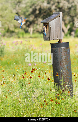 Östlichen Bluebird (Sialia Sialis) bei jungen, Texas Hill Country, füttert Nistkasten kann Stockfoto