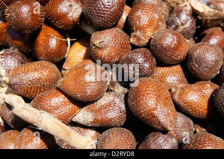 Salak (Salacca Zalacca), snake Obst Stockfoto