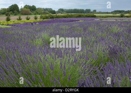 Nordamerika, USA, Washington, Sequim, Felder in voller Blüte Lavendel Festival, veranstaltet jährlich jedes Jahr im Juli Stockfoto