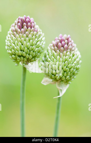 Allium Sphaerocephalon, lila Blüten, die aus grünen Knospen. Stockfoto