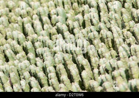 Mammillaria La, Kaktus, Nadelkissen Kaktus, grünen Thema. Stockfoto