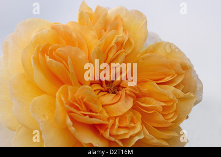 Rosa 'Buff Beauty', Rose, Orange Thema, weißen Hintergrund. Stockfoto