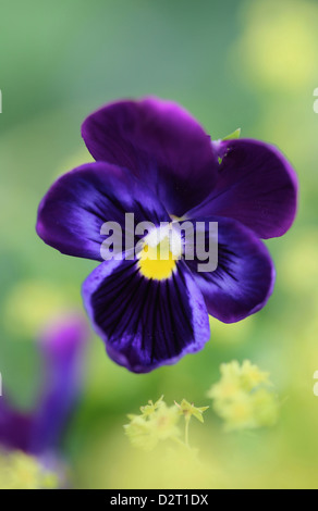 Viola X wittrockiana Sorte, Stiefmütterchen, lila Thema. Stockfoto