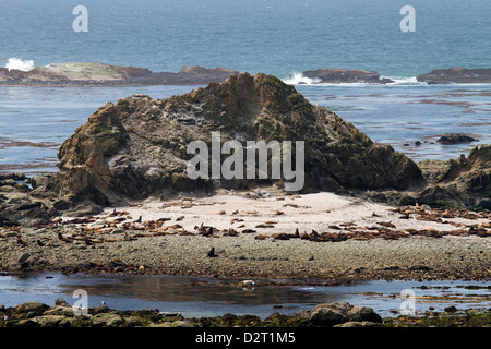 OR, Oregon Islands National Wildlife Refuge, Seelöwen ruht auf Shell Island am Simpson Reef Stockfoto