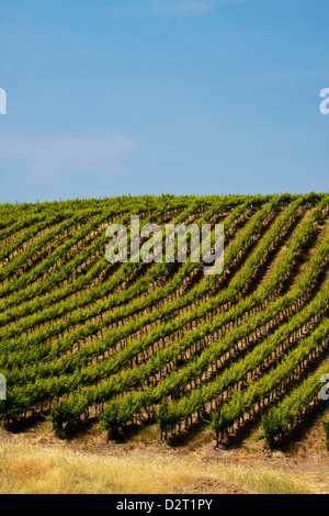 USA, Washington, rollenden Weinberge In Yakima County Stockfoto