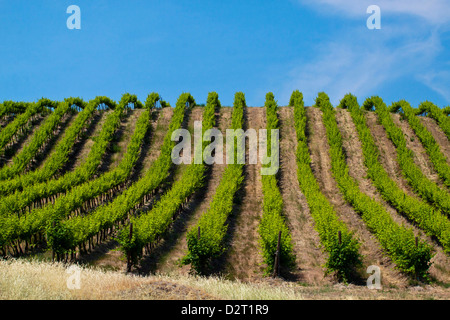 USA, Washington, rollenden Weinberge In Yakima County Stockfoto