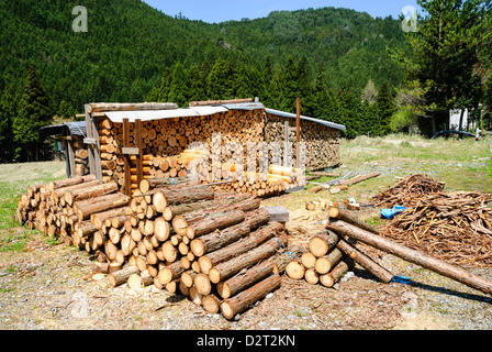 Holz- und Forstwirtschaft: Stapel von Protokollen, geschnitten aus neu bewaldeten Holz, bereit für den Winter. Stockfoto