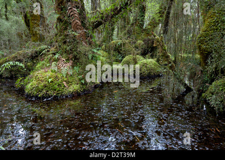 Sumpf in der Nähe von Ship Creek, Südinsel, Neuseeland Stockfoto