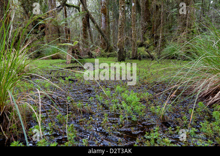 Sumpf in der Nähe von Ship Creek, Südinsel, Neuseeland Stockfoto