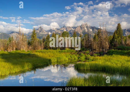 Teton Berge spiegeln in Schwabacher Landung am Snake River im Grand-Teton-Nationalpark, Wyoming, USA Stockfoto