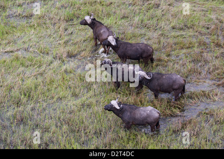 Luftaufnahme des Büffels Herde Botswana Okavango Stockfoto