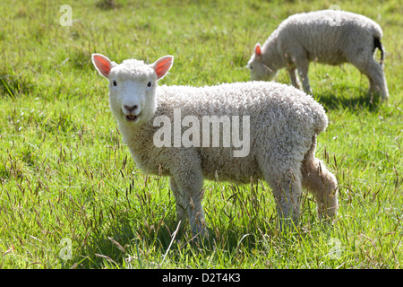 Neugierig Lamm in Neuseeland Stockfoto
