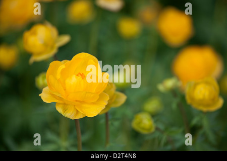 Trollblume Europaeus - europäische Trollblume Stockfoto