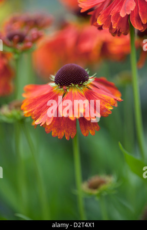 Helenium
