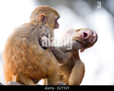 Affen im Pashupatinath Tempel, Kathmandu, Nepal, Asien Stockfoto