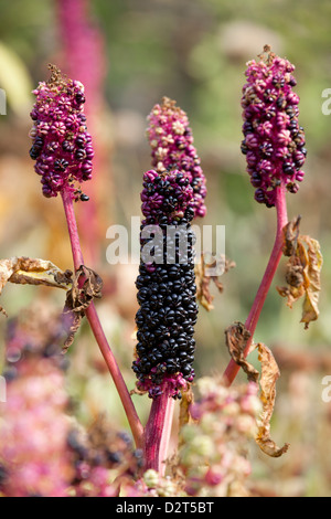 Amerikanische Frankreich - Phytolacca americana Stockfoto