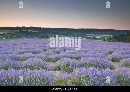 Lavendelfelder in der Nähe von Sault, Vaucluse, Provence, Frankreich, Europa Stockfoto