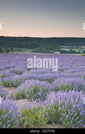 Lavendelfelder in der Nähe von Sault, Vaucluse, Provence, Frankreich, Europa Stockfoto