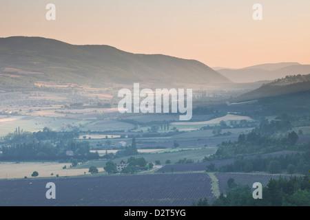 Lavendelfelder in der Nähe von Sault, Vaucluse, Provence, Frankreich, Europa Stockfoto