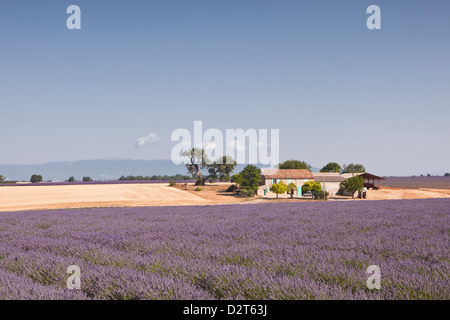 Ein Haus unter Lavendelfelder auf dem Plateau de Valensole, Alpes de Haute-Provence, Provence, Frankreich, Europa Stockfoto