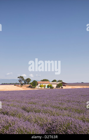 Ein Haus unter Lavendelfelder auf das Plateau de Valensole, Alpes-de-Haute-Provence, Provence, Frankreich, Europa Stockfoto