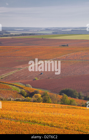 Weinberge in der Nähe von Prehy in Burgund, Frankreich Stockfoto