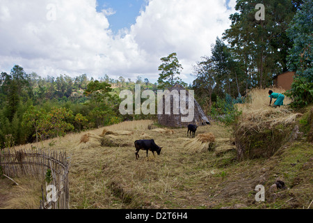 Urige Hütten, Omo Region, Chencha, Dorze, Äthiopien, Afrika Stockfoto