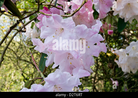 Rhododendron Loderi Pink Diamond Stockfoto