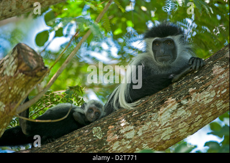 Angolanische schwarz-weißen Stummelaffen mit Baby (Colobus Angolensis), Diani Beach, Kenia Stockfoto