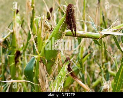 Hagelschäden. Gebogene Mais nach Hagel auf einem Maisfeld Stockfoto