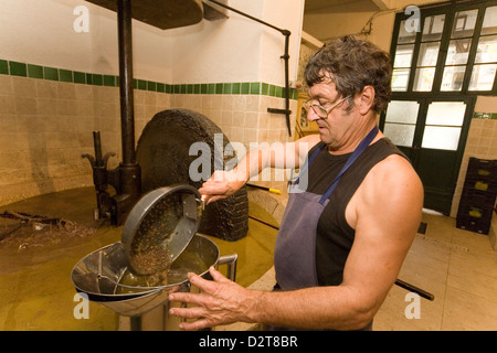 Produktion von Olivenöl in Draguignan, Provence, Frankreich mit einer Mühle und Presse-Methode Stockfoto