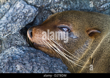 Galápagos-Seebär (Arctocephalus Galapagoensis), Puerto Egas, Insel Santiago, Galapagos-Inseln, Ecuador, Südamerika Stockfoto