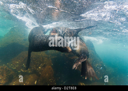 Galápagos-Seebär (Arctocephalus Galapagoensis) Stiere Mock-Kämpfe unter Wasser, Genovesa Island, Galapagos-Inseln, Ecuador Stockfoto