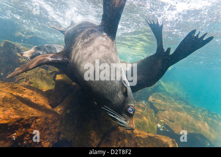 Galápagos-Seebär (Arctocephalus Galapagoensis) Stiere Mock-Kämpfe unter Wasser, Genovesa Island, Galapagos-Inseln, Ecuador Stockfoto