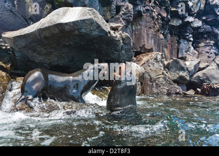 Galápagos-Seebär (Arctocephalus Galapagoensis) Stiere Mock-Bekämpfung, Genovesa Island, Galapagos-Inseln, Ecuador, Südamerika Stockfoto