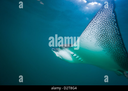 Entdeckt von Adlerrochen (Aetobatus Narinari) Unterwasser, Leon Dormido Insel, Insel San Cristobal, Galapagos-Inseln, Ecuador Stockfoto