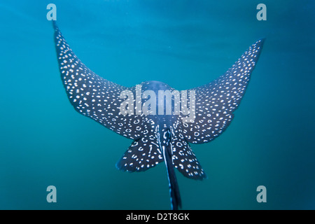 Entdeckt von Adlerrochen (Aetobatus Narinari) Unterwasser, Leon Dormido Insel, Insel San Cristobal, Galapagos-Inseln, Ecuador Stockfoto