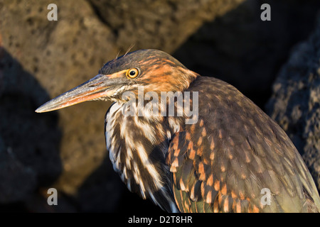 Lava-Reiher (gekerbten Reiher) (Butorides Striata), Puerto Egas, Insel Santiago, Galapagos, Ecuador, Südamerika Stockfoto