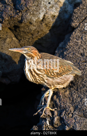 Lava-Reiher (gekerbten Reiher) (Butorides Striata), Puerto Egas, Insel Santiago, Galapagos, Ecuador, Südamerika. Stockfoto