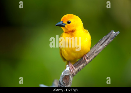 Goldene Palme Weaver, Ploceus Bojeri, Diani Beach, Kenia Stockfoto