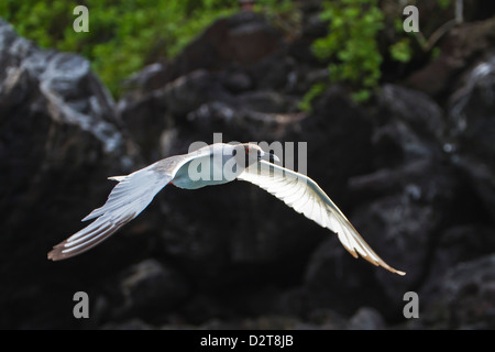 Erwachsenen Zinnenkranz Möwe (Creagrus Furcatus), Genovesa Island, Galapagos-Inseln, Ecuador, Südamerika Stockfoto