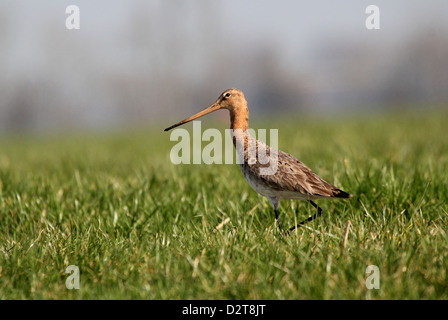 Schwarz angebundene Uferschnepfe (Limosa Limosa) zu Fuß und auf einer Wiese, niedrige Sicht auf Nahrungssuche. Norden der Niederlande, Frühling. Stockfoto