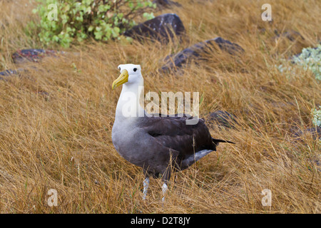 Erwachsenen winkte Albatros (Diomedea Irrorata), Espanola Insel, Galapagos-Inseln, Ecuador Stockfoto