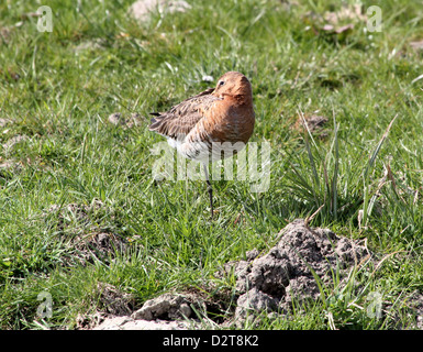 Schwarzen tailed Uferschnepfe (Limosa Limosa) ruht auf einer Wiese, zurückgezogen Rechnung, posiert auf einem Bein Stockfoto