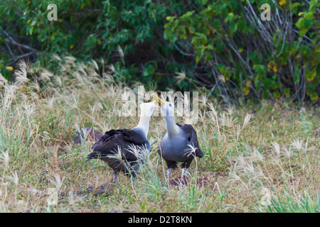 Winkte Albatros (Diomedea Irrorata) Balz Display, Espanola Insel, Galapagos-Inseln, Ecuador Stockfoto