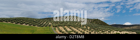 Mediterranen Hügel bedeckt mit Reihen von Olivenbäumen Stockfoto